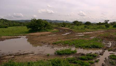 Road After Rain