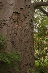 Baobab Pegs