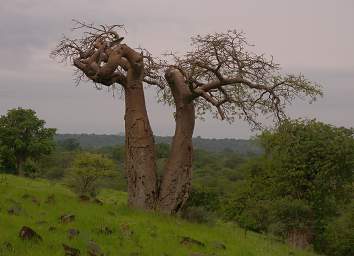 Baobab