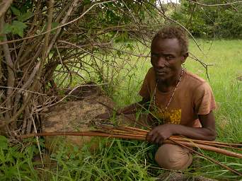 Jackson Nguwirabe Berry Bush