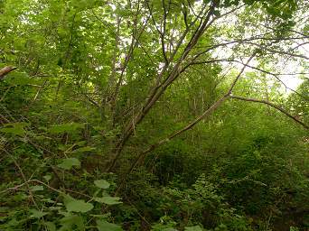 Bow Arrow Tree