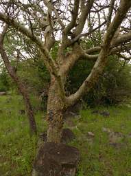 Green Bark Tree