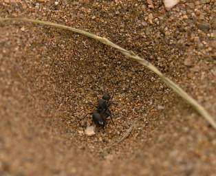 Ant Lion Prey