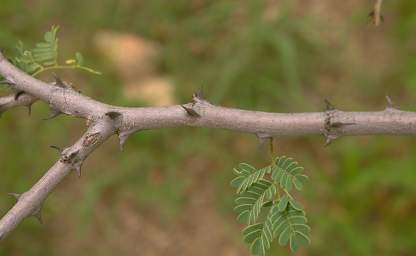 Acacia Both Way Thorns