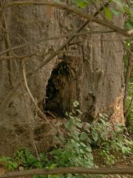 Baobab Trunk Hole