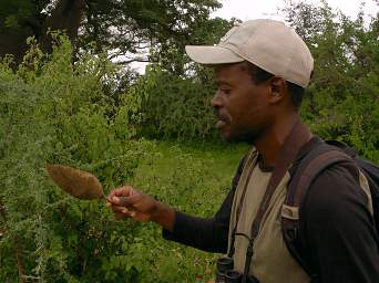 Baobab Fruit Pod