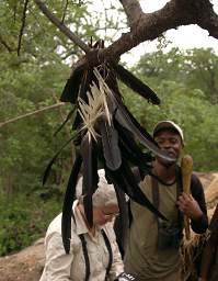 Fletching Feathers