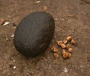 Mortar Pestle Seeds