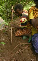 Digging Roots