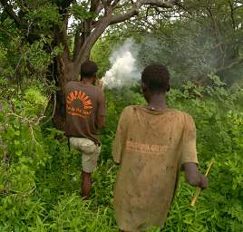 Carrying Fire To Tree