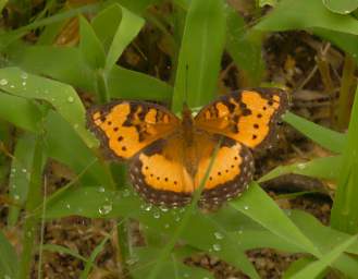 Butterfly Xxx Yellow