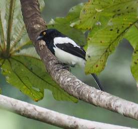 Magpie Tanager