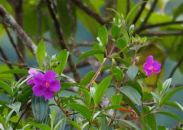 Flower Xxx Violet