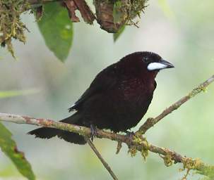 Silver Beaked Tanager