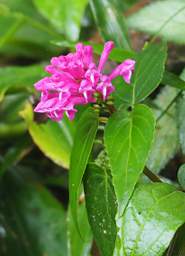 Flower Xxx Pink