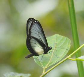  Mestra Glasswing Hyalyris Mestra
