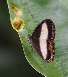  Manu Oressinoma Oressinoma Sorata