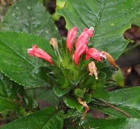 Flower Xxx Red