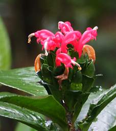 Flower Xxx Pink