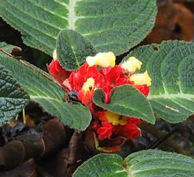 Flower Xxx Red Yellow