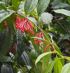 Copalinga Blossom Xxx Red