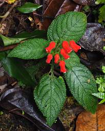 Flower Xxx Red