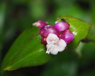 Flower Xxx White Purple
