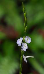 Flower Xxx White