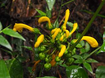Flower Xxx Yellow