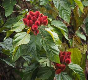Copalinga Blossom Xxx Red