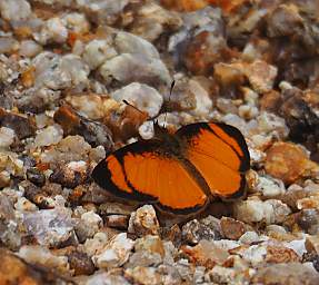 Apricot Crescent Tegosa Claudina