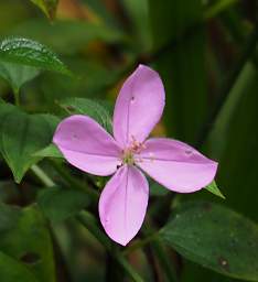 Flower Xxx Pink