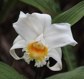 Orchid Xxx White Yellow Orange