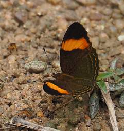 Butterfly Xxx Brown Orange