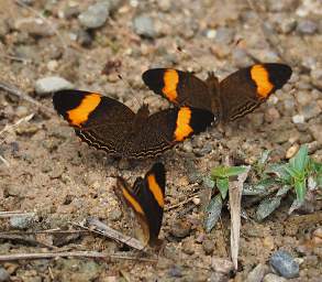 Butterfly Xxx Brown Orange
