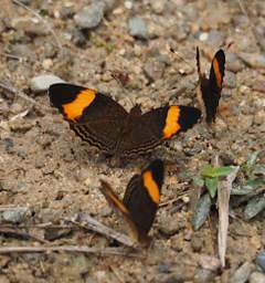 Butterfly Xxx Brown Orange