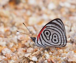  Cramers88 Diaethria Clymena