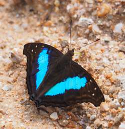 Cherubina Emperor Doxocopa Laurentia Cherubina