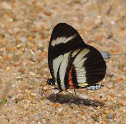  Salmon Lined White Perrhybris Lorena
