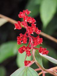 Flower Xxx Red