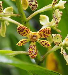 Orchid Xxx Yellow Red