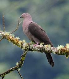 Xxx Plumbeous Pigeon