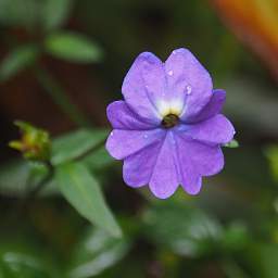 Flower Xxx Purple