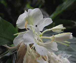 Orchid White