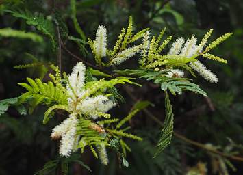 Copalinga Blossom Xxx White