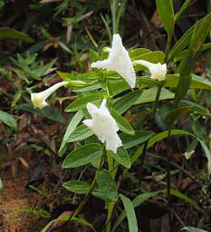 Flower Xxx White