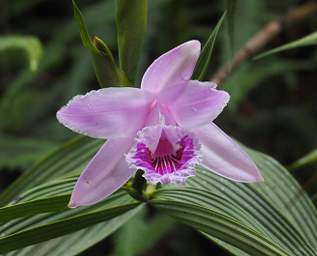 Orchid Xxx Lavendar White