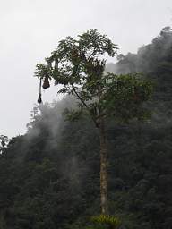 Oropendola Nests
