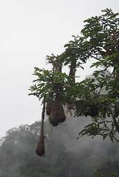 Oropendola Nests