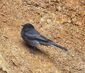 Bird Xxx Black